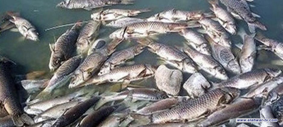 ذي قار: اعتقال خمسة أشخاص أستخدموا الكهرباء لصيد الاسماك في الجبايش