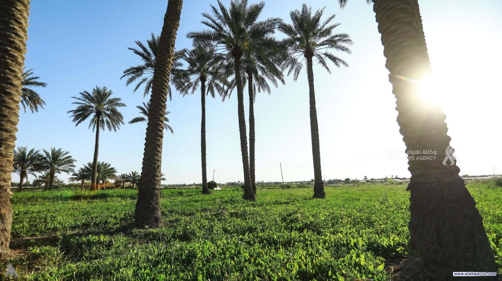 الاستثمار تعلن توفر 97 فرصة استثمارية في القطاع الزراعي