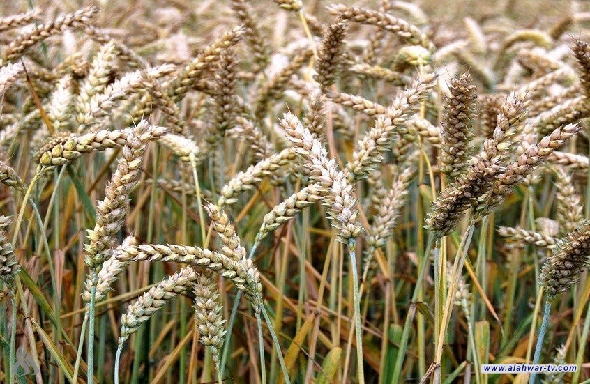 الولايات المتحدة.. ابتكار أصناف من القمح تنتج السماد بنفسها