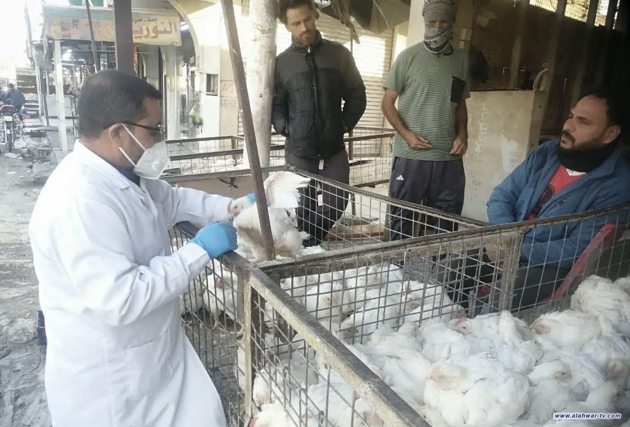 المستشفى البيطري في ذي قار يواصل حملة رصد إنفلونزا الطيور