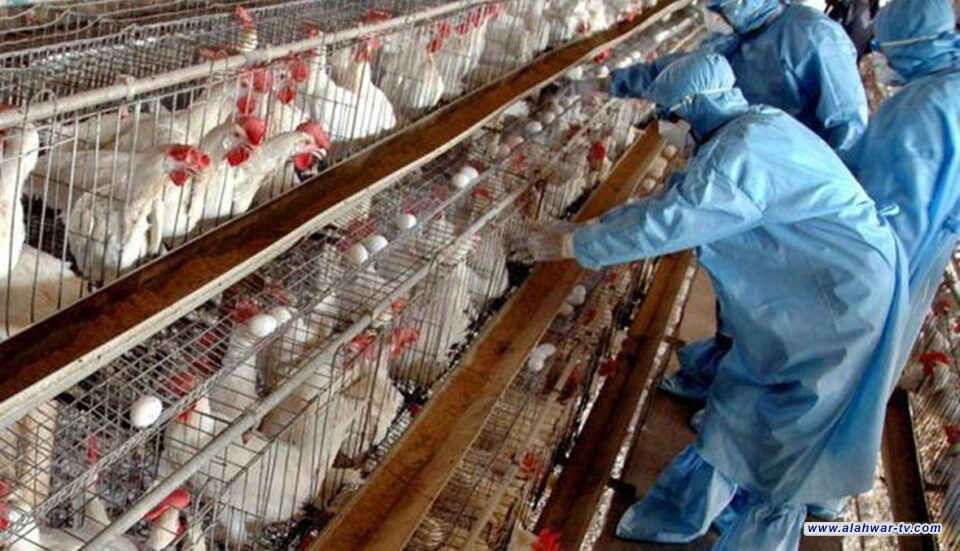 المستشفى البيطري في ذي قار يعلن خلو المحافظة من إنفلونزا الطيور