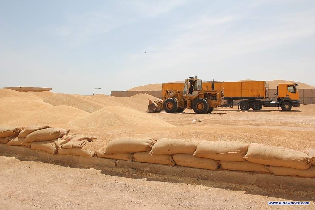 المثنى : موسم تسويقي استثنائي لمحصول الحنطة