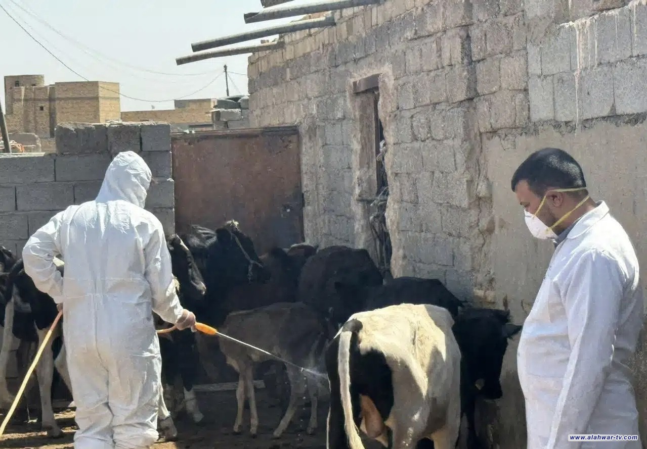 انطلاق حملة خريفية موسعة في ذي قار لمكافحة القراد وحماية المواشي من الأمراض الوبائية