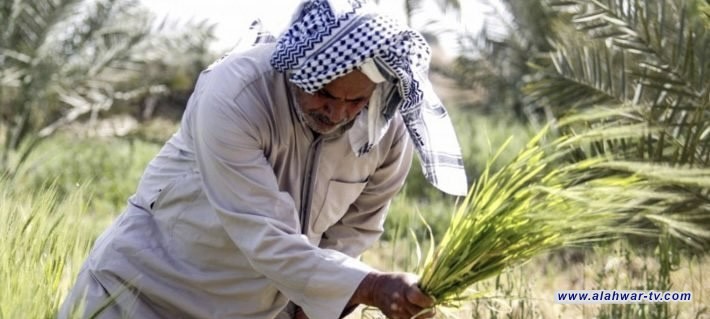 وزير الزراعة يعلن توزيع مبالغ تعويضات الشلب بين مستحقيها قريباً