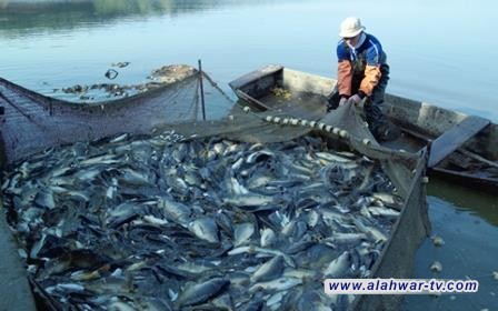 بحيرات الأسماك المغلقة.. تدوير للمياه وحدّ من هدرها