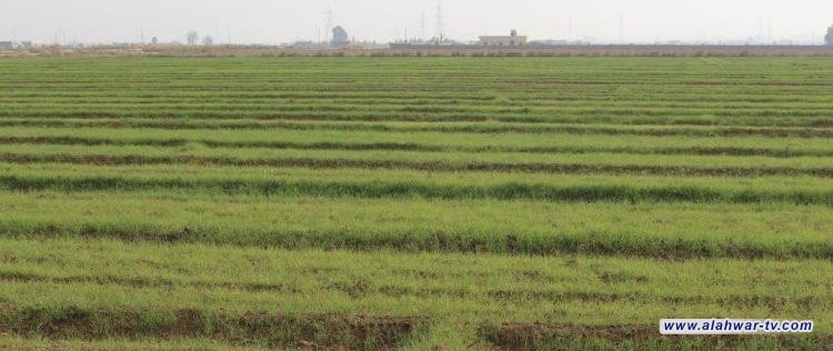 خطة زراعة ذي قار تتقلص لمستوى صادم بمعدل 0.3% فقط من الأراضي المزروعة في العام الماضي