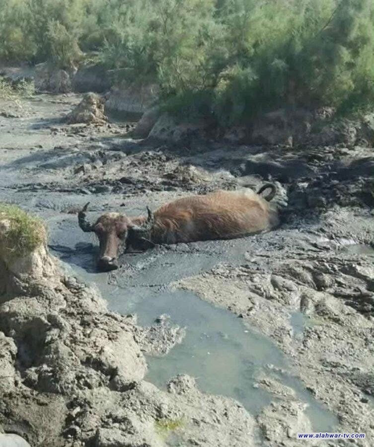 بالصور: أهوار الجنوب تحترق عطشان والجفاف يلتهم آخر ما تبقّى من الحياة