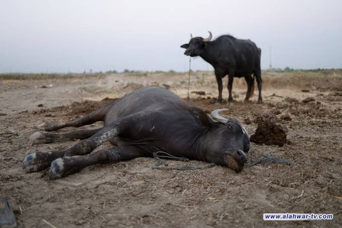 الأهوار العراقية تستغيث..جفاف يحاصر الحياة ويهدد الجواميس بالاندثار