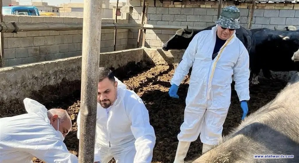 المستشفى البيطري في ذي قار يطلق حملة لرصد الحمى القلاعية بين المواشي