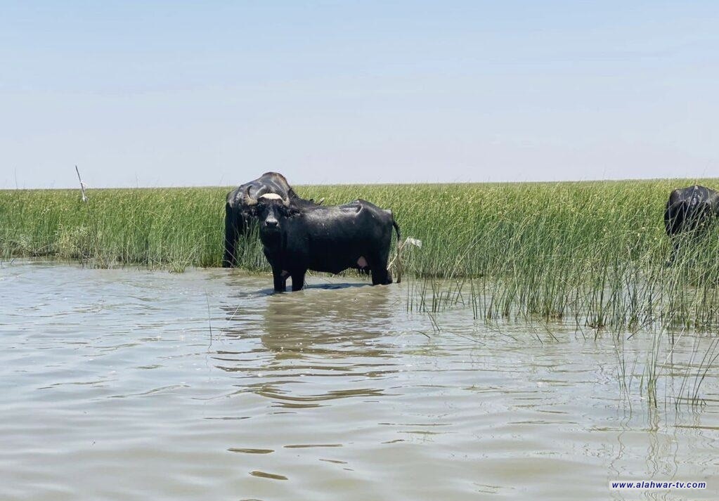 إنعاش الاهوار في ذي قار: نعمل على تقليل نسب الملوحة ودعم استقرار مربي الثروة الحيوانية