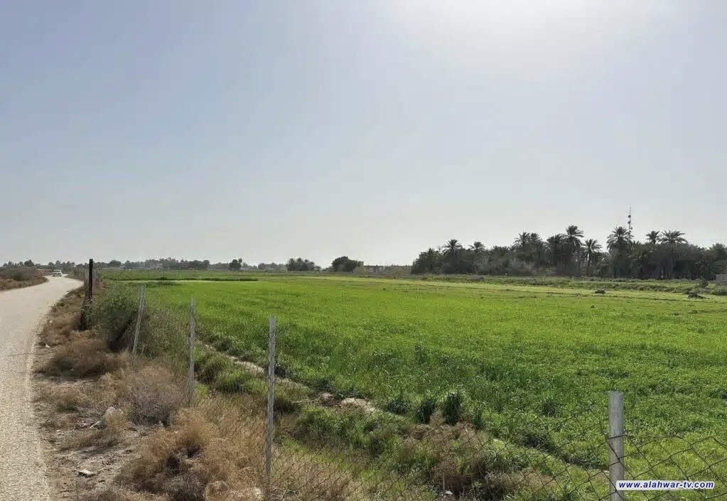 مديرية زراعة ذي قار تعلن تأمين الحصة المائية لمحصول الحنطة للموسم الزراعي الشتوي