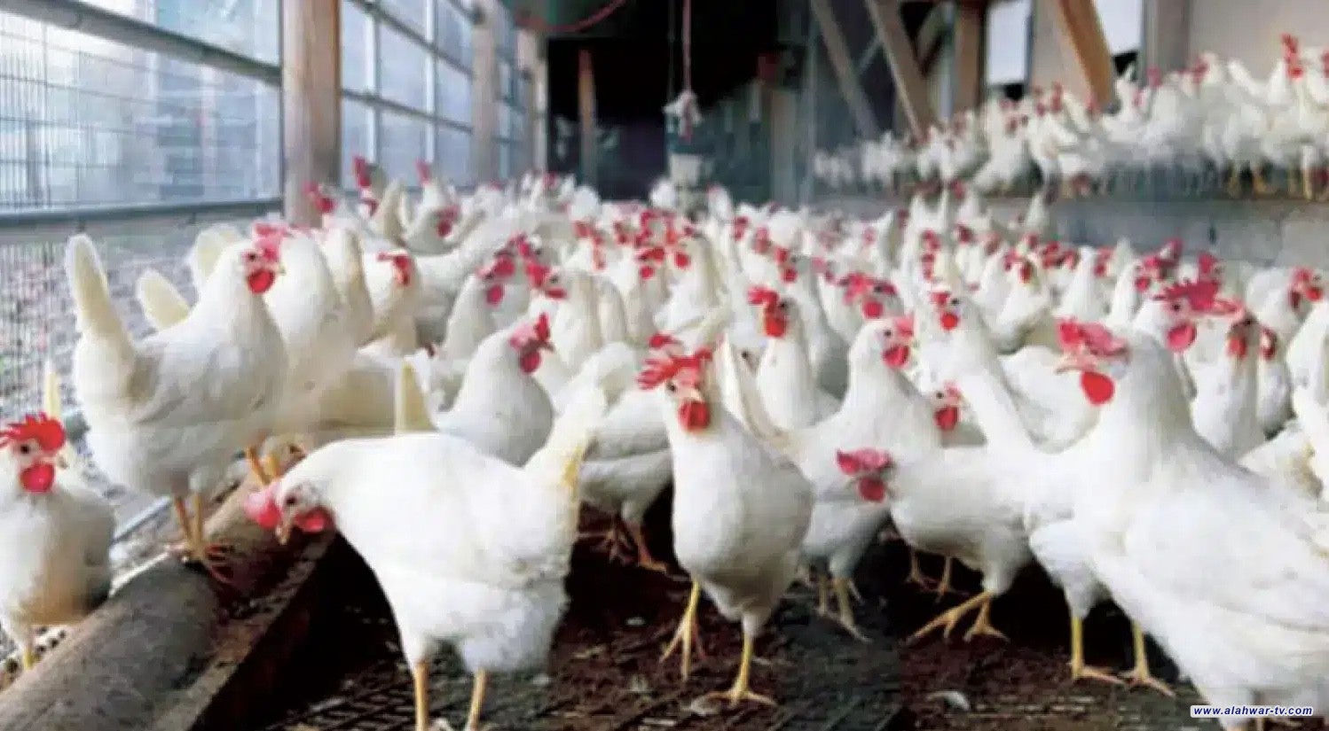 ذي قار تكثف جهودها لرصد انفلونزا الطيور في الحقول والأسواق