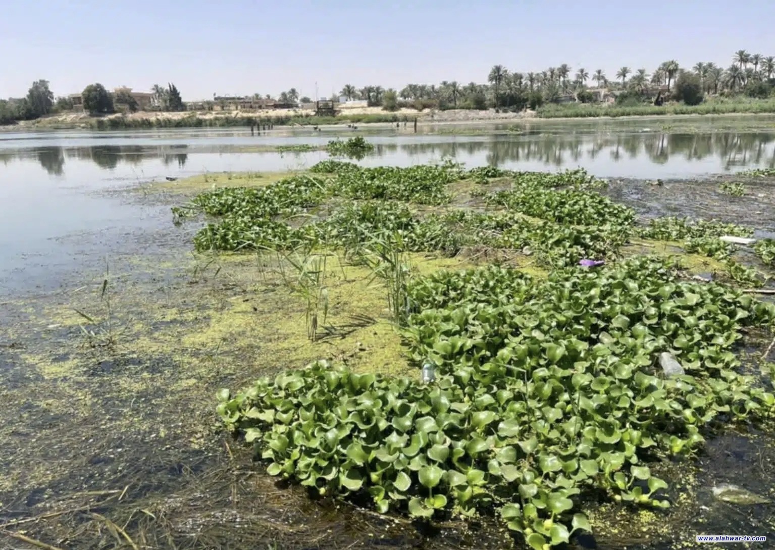 موارد ذي قار: المباشرة بأعمال رفع نبات زهرة النيل من قاطع نهر الفرات