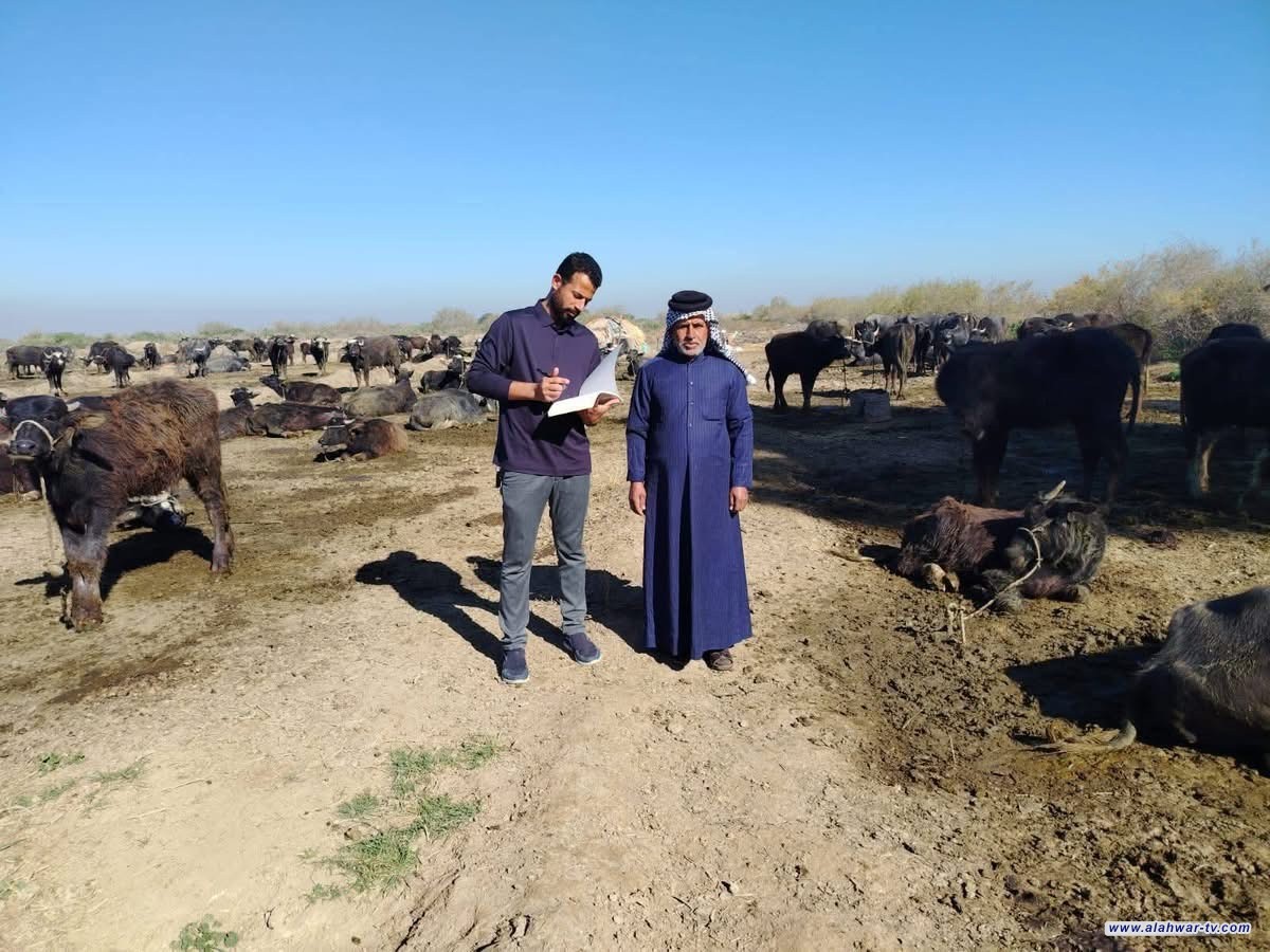 زراعة ذي قار تُجري الكشف لجرد الحيوانات ضمن المشروع الوطني لترقيم الثروة الحيوانية في قضاء الغراف
