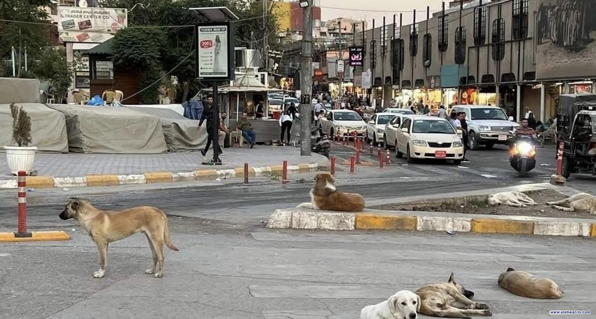 ذي قار: حملة مكافحة الكلاب السائبة تعالج 285 كلباً في يوم واحد