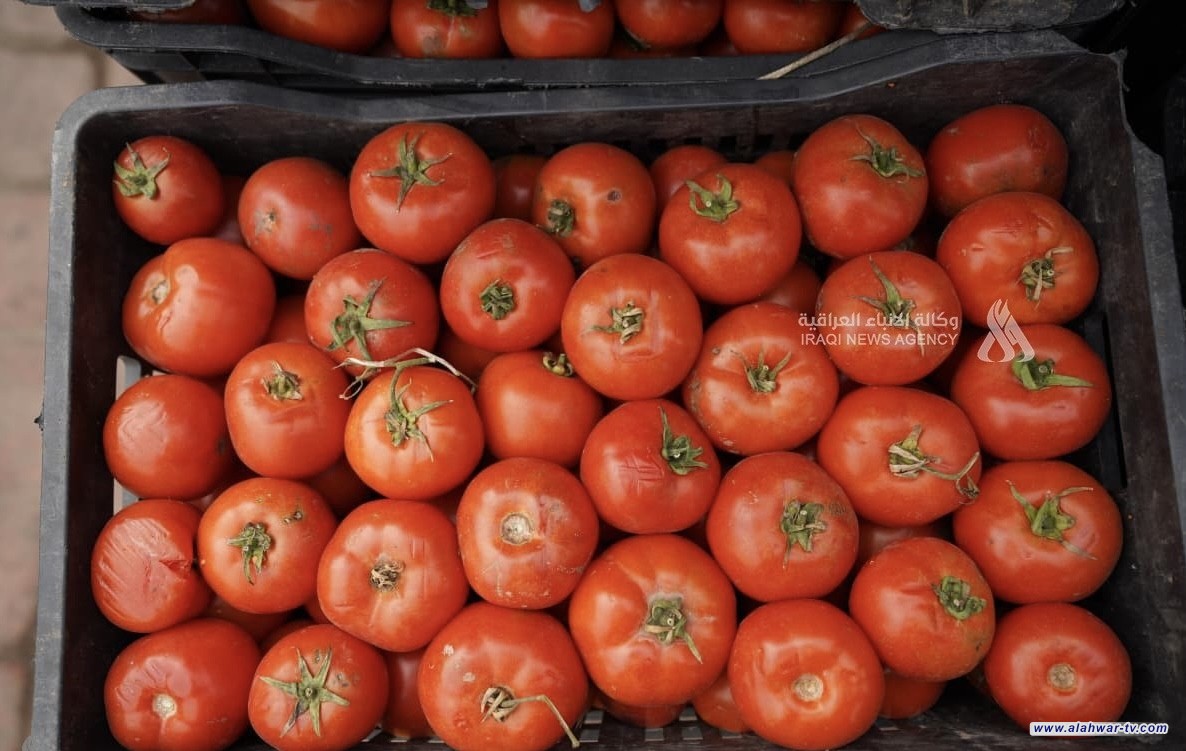 الزراعة: العراق يُصدّر 1000 طن من الطماطم إلى الكويت عبر منفذ سفوان