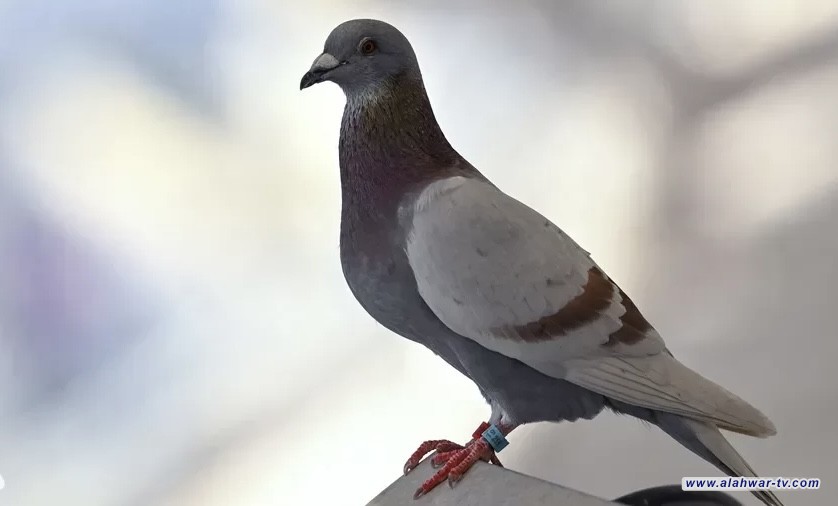 بعد 8 أشهر من حبسها.. الهند تطلق سراح "حمامة التجسس"