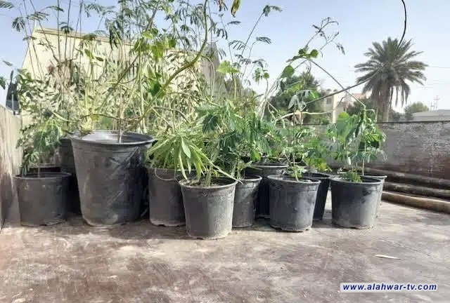 بلدية الناصرية: الزراعة الخريفية تنطلق بأصناف مقاومة لحرارة المناخ