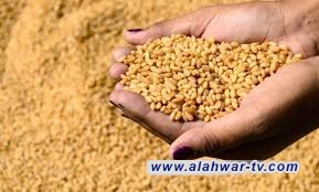 مواقع تسويق الحنطة في ذي قار تستقبل اكثر من 150 الف طن
