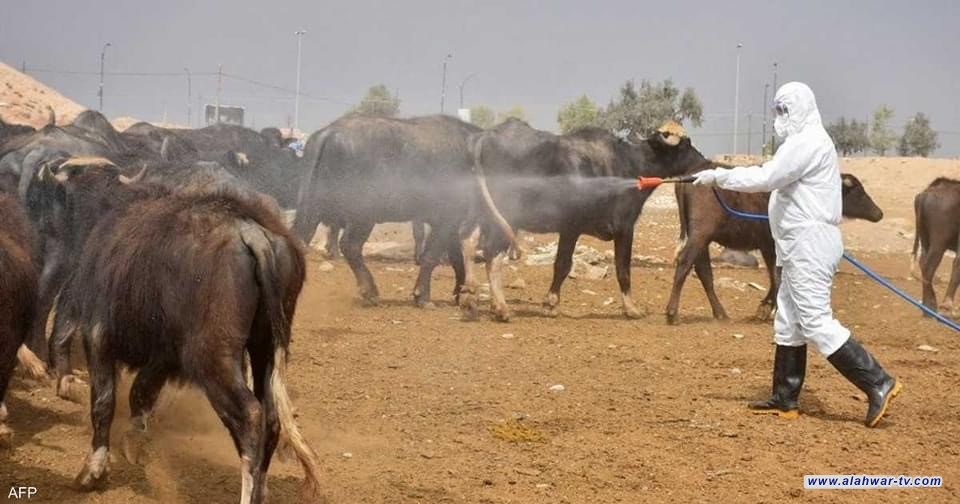 ذي قار: ارتفاع إصابات ووفيات الحمى النزفية خلال عيد الأضحى