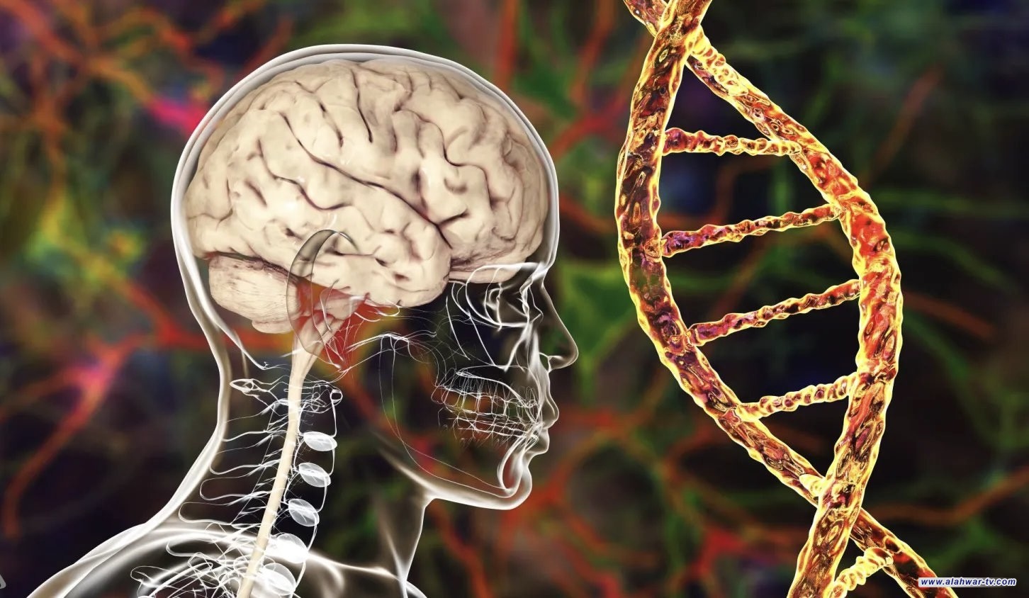 اكتشاف جديد حول تأثير الدهون على الدماغ