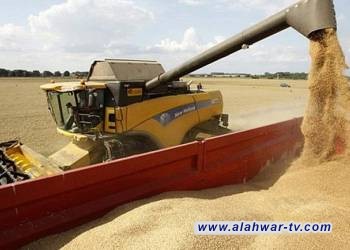الكميات المسوقة من محصول الحنطة في ذي قار تتجاوز الـ 200 الف طن