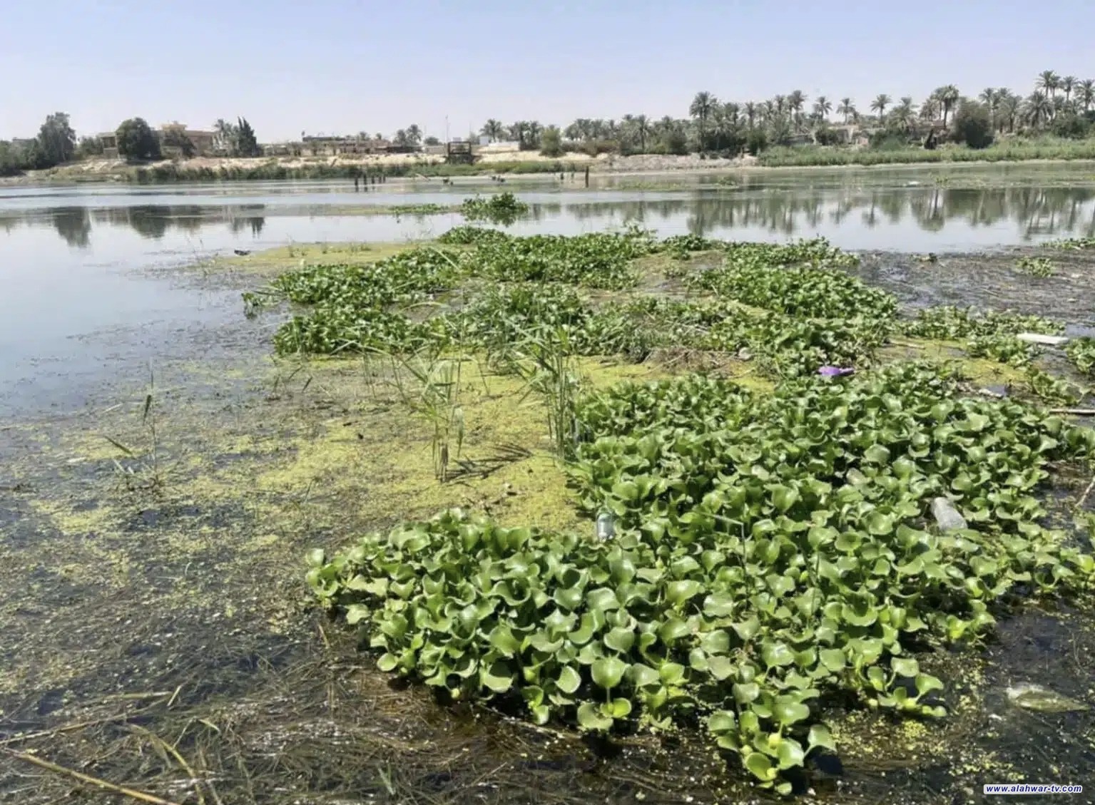 الموارد المائية في ذي قار تعلن السيطرة على زهرة النيل في الفرات
