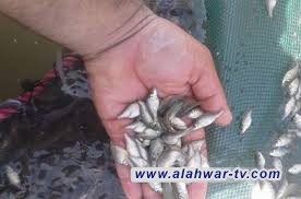 إطلاق 700 الف اصبعية كارب في اهوار الجبايش