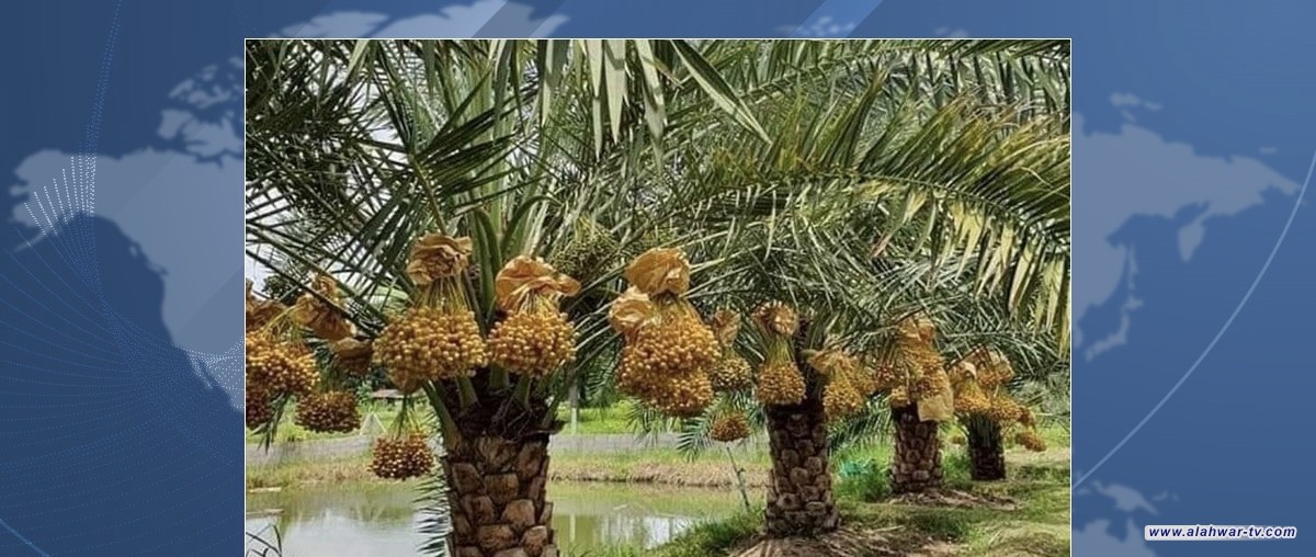 رغم الإقبال العالمي.. "الجفاف وظروف أخرى" تضرب إحصاءات إنتاج تمور ديالى