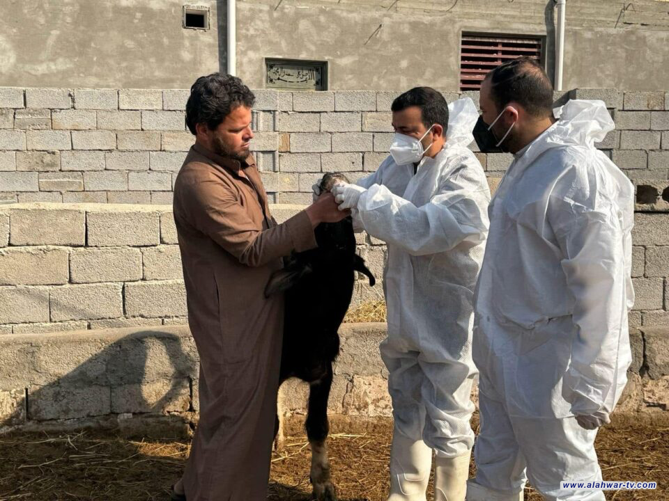 إجراءات مشددة في ذي قار منع دخول الحيوانات من المحافظات الموبوءة بالحمى القلاعية