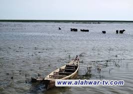 بيئة ذي قار: اهوار الجبايش تتعرض لنقصان في مناسيب المياه