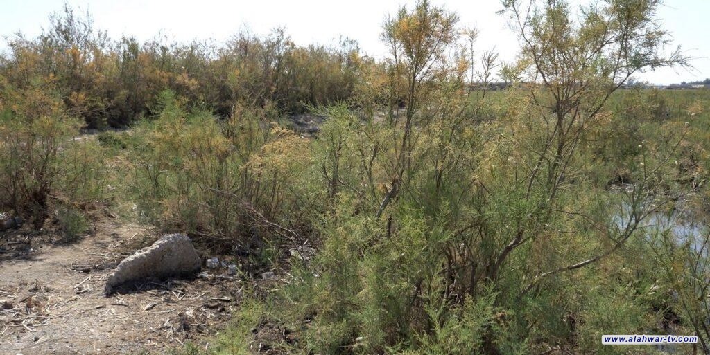 بيئة ذي قار: انتشار النباتات الصحراوية في الاهوار مؤشر مقلق على تراجع المياه