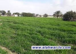 شاب يقتل عمه بسبب خلاف على أرض زراعية شمال الناصرية