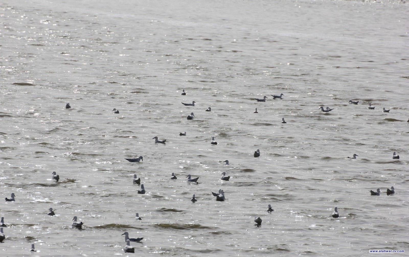 عودة الحياة الى بحر النجف ورصد أنواع من الطيور المستوطنة والمهاجرة