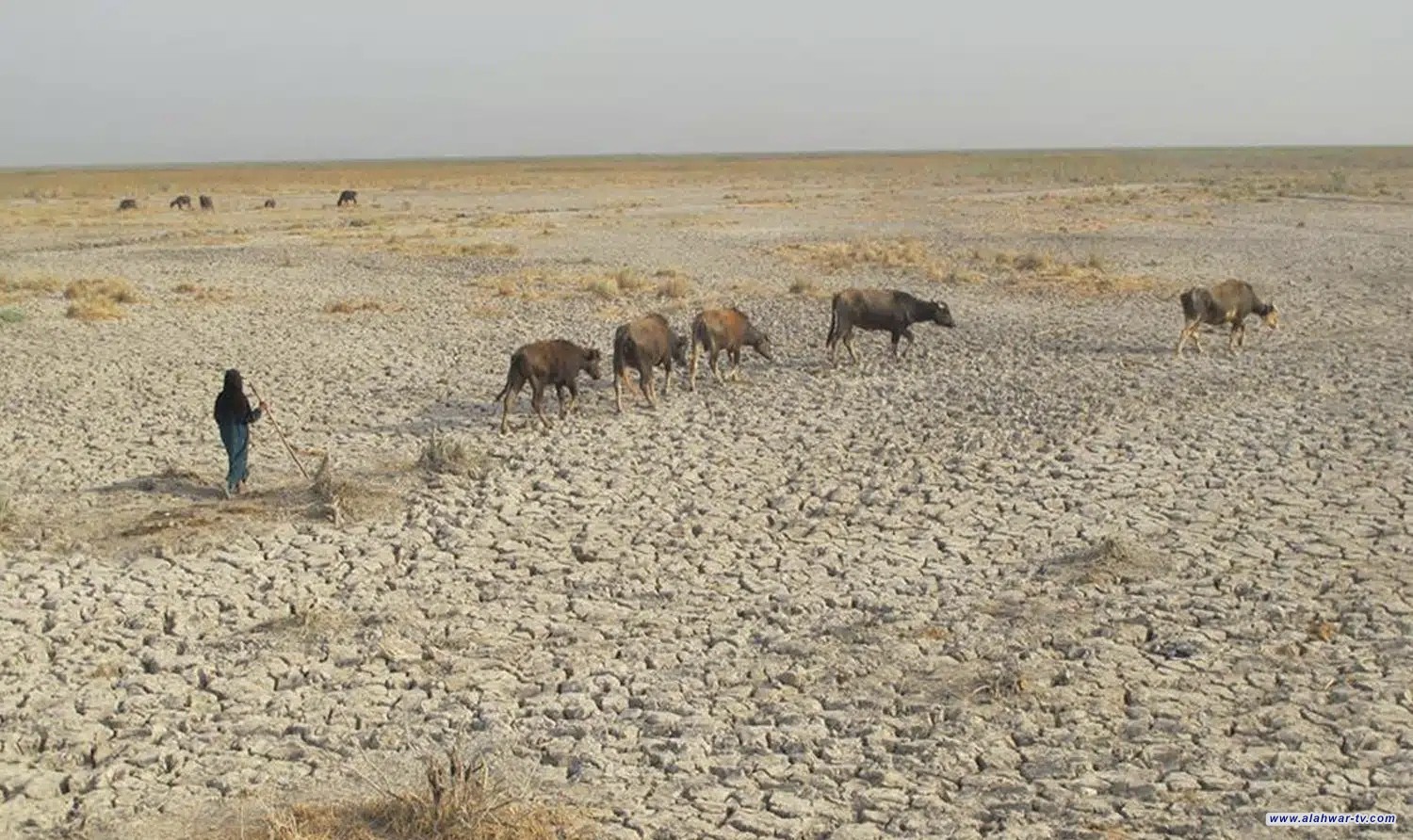 صور  أهوار الجبايش تفقد قدرتها على احتضان الجاموس بسبب الجفاف