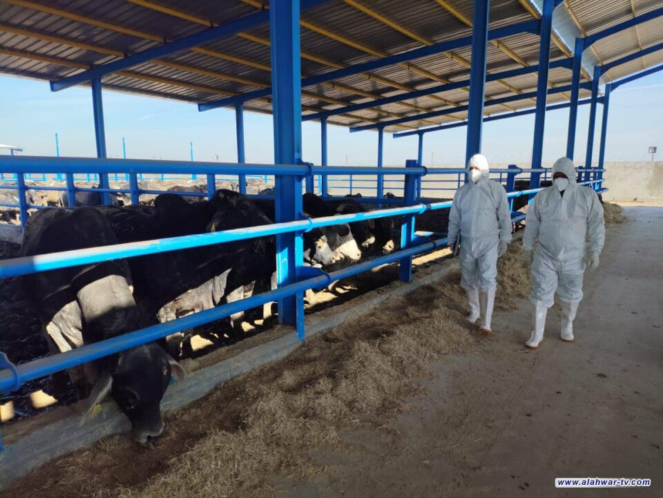 المستشفى البيطري في ذي قار يبدأ حملة واسعة لمكافحة الحمى القلاعية