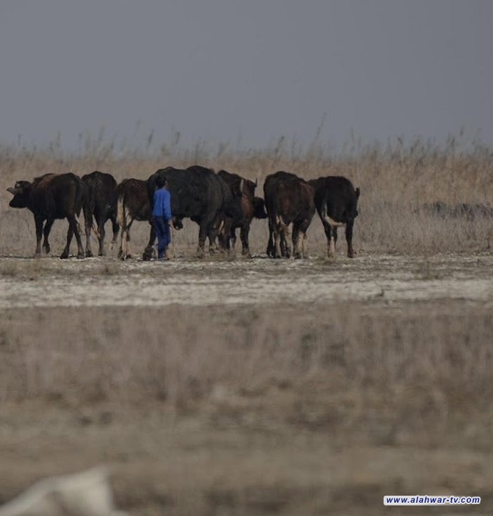 الصحة تطمئن المواطنين بشأن الحمى القلاعية وتصدر توصيات لمربي المواشي