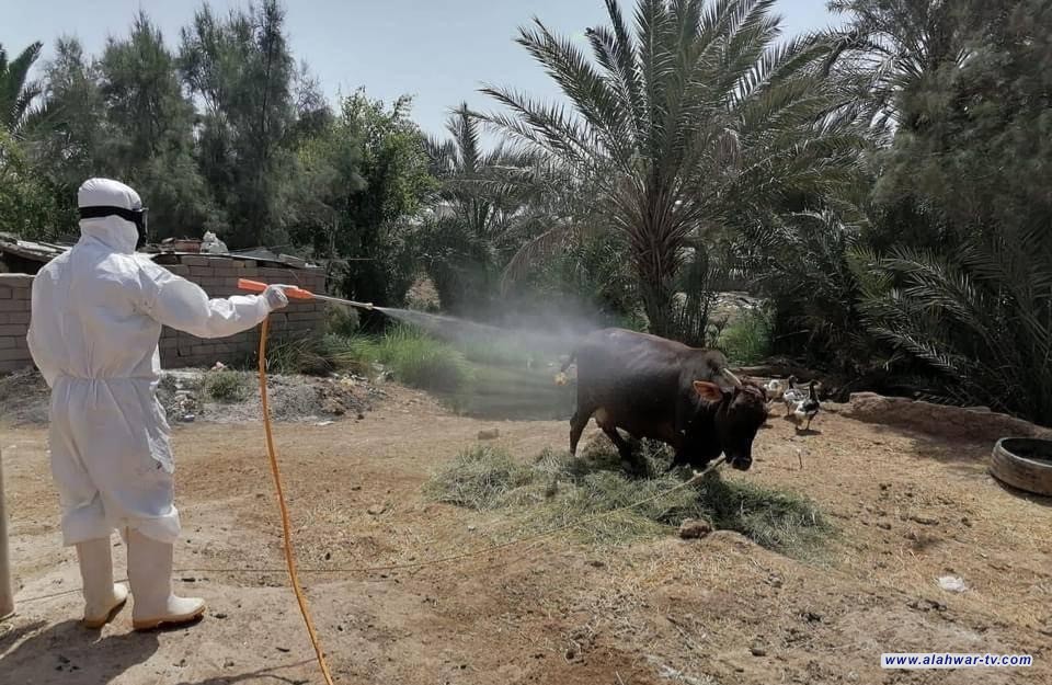 ذي قار: تسجيل 27 حالة إصابة بالحمى النزفية منذ مطلع العام الجاري