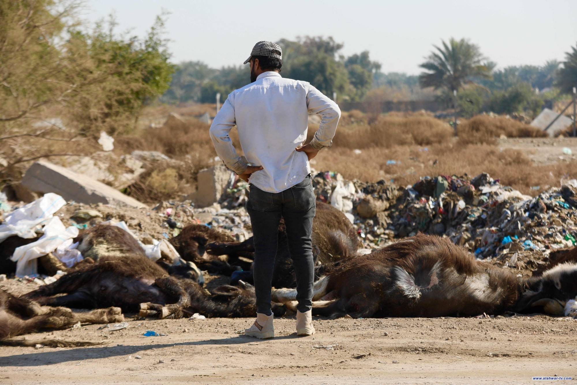 ذي قار: الحمى القلاعية لاتستدعي التهويل ونسبة الهلاكات أقل من 1 %