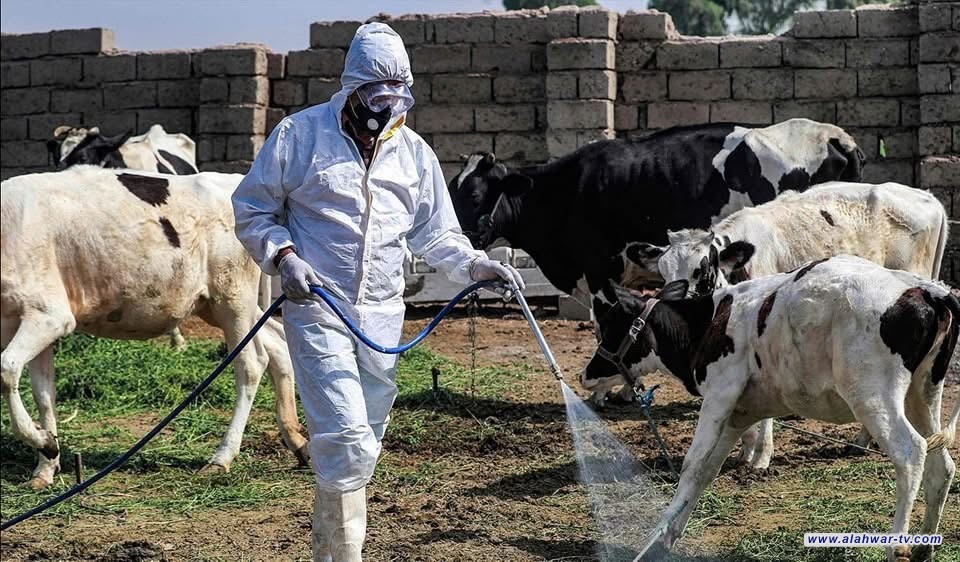 إصابات محدودة بالحمى القلاعية في ذي قار دون حالات نفوق