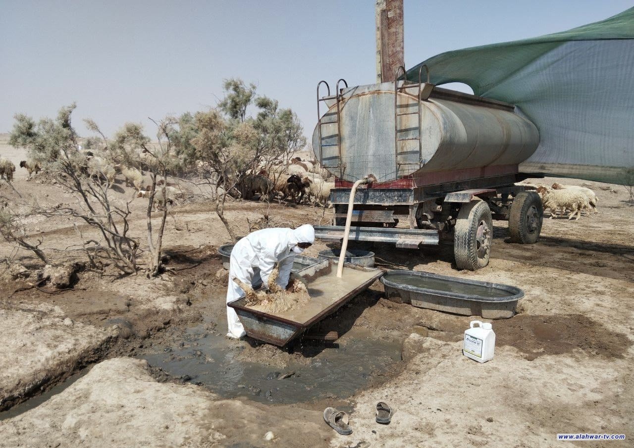 بيطرة ذي قار: انحسار إصابات الحمى النزفية والشطرة والغراف الأكثر تسجيلا