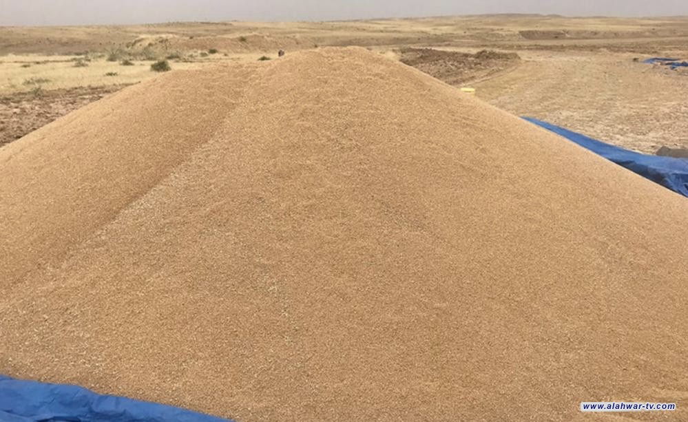 التجارة: تسويق الحنطة لهذا العام تجاوز عتبة الستة ملايين طن
