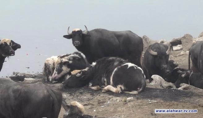 الزراعة تحظر نقل المواشي من 5 محافظات مصابة وتغلق {الجوبات}