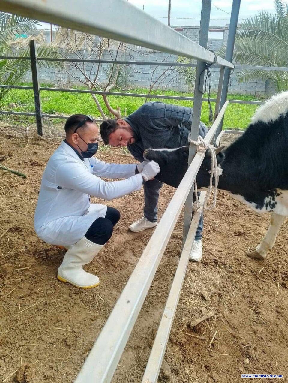 ذي قار: 94 حالة إصابة بالحمى القلاعية وهي أقل من المعدل الطبيعي