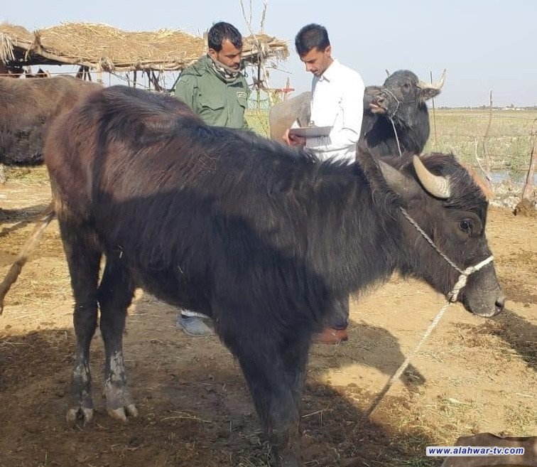 ناحية الطار تبدأ مسحا ميدانيا لمواشي المزارع لإنشاء قاعدة بيانات دقيقة