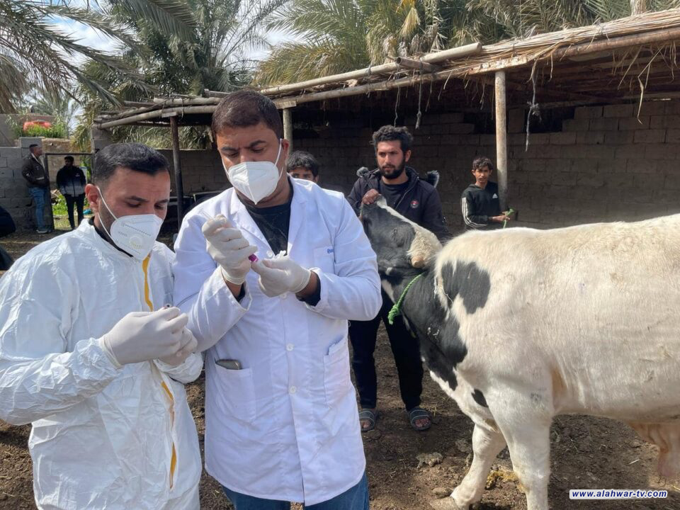 بيطرة ذي قار تفرض حجرا وقائيا لمنع انتشار الحمى القلاعية