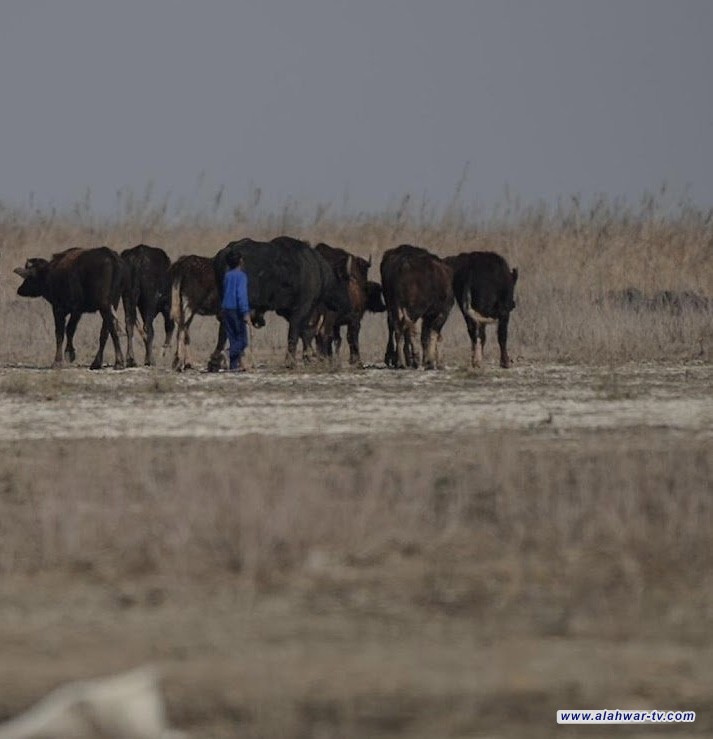 وزارة الزراعة: الموقف الوبائي للحمى القلاعية تحت السيطرة