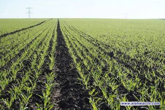 مدير زراعة ذي قار: منتصف نيسان موعد تسويق المحاصيل ضمن الخطة الزراعية