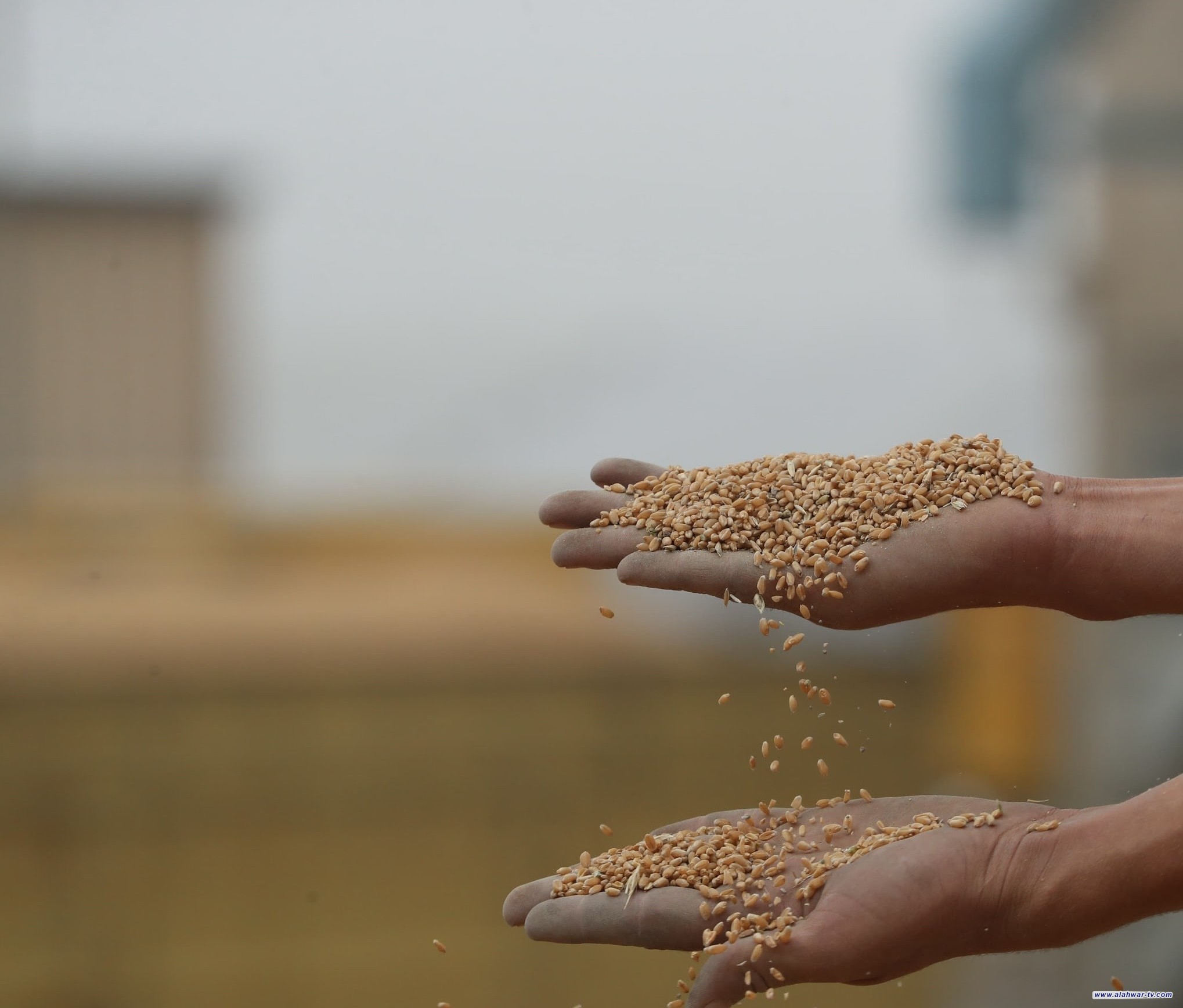 الزراعة: تحقيق الاكتفاء الذاتي من بذور المحاصيل الاستراتيجية واستنباط 12 صنفاً جديداً