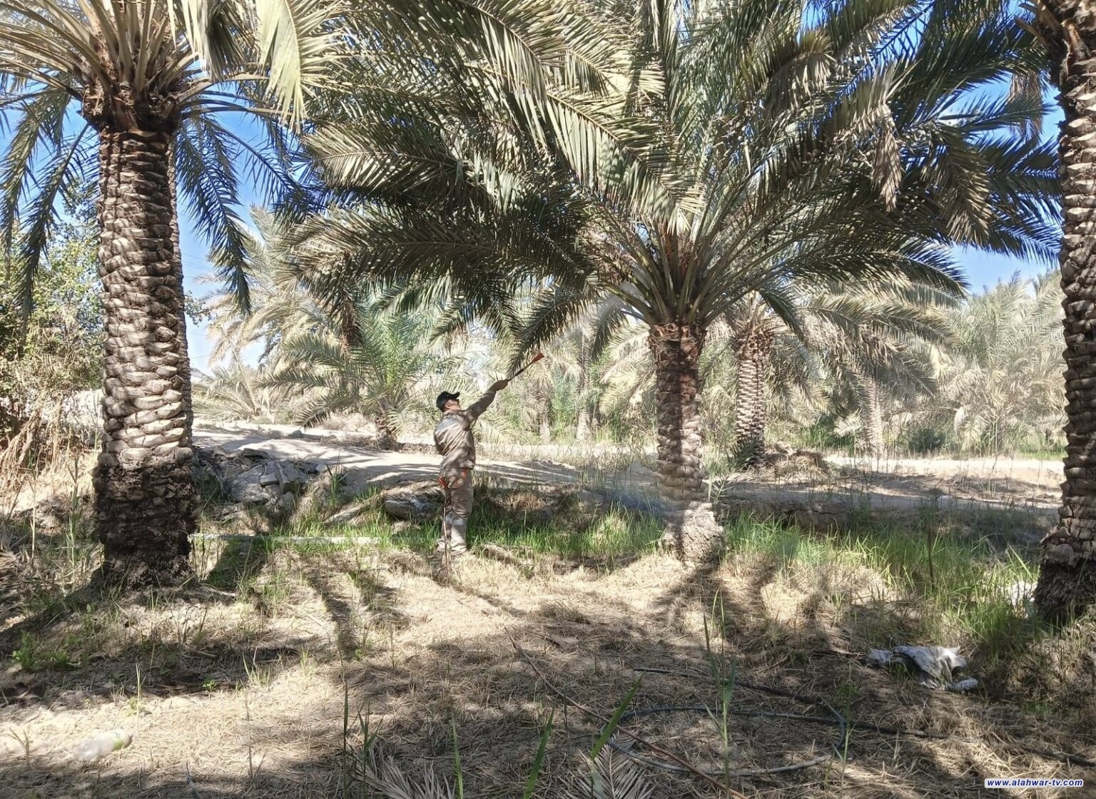 زراعة ذي قار تطلق الحملة السباتية لمكافحة حشرة الحميرة